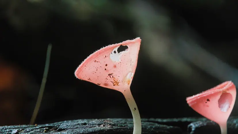 Миколог Комиссаров рассказал, какие грибы появятся первыми в Подмосковье