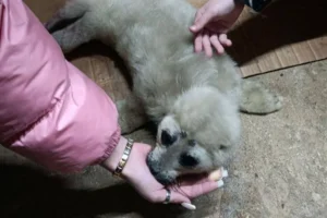 Спасение нерпенка на Байкале объединяет людей Иркутской области spasenie nerpenka na bajkale obedinyaet lyudej irkutskoj oblasti-lessontime-ru-0