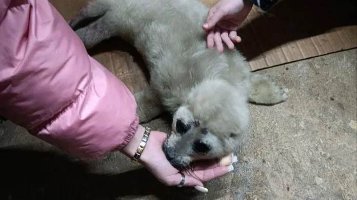 spasenie nerpenka na bajkale obedinyaet lyudej irkutskoj oblasti-lessontime-ru-0