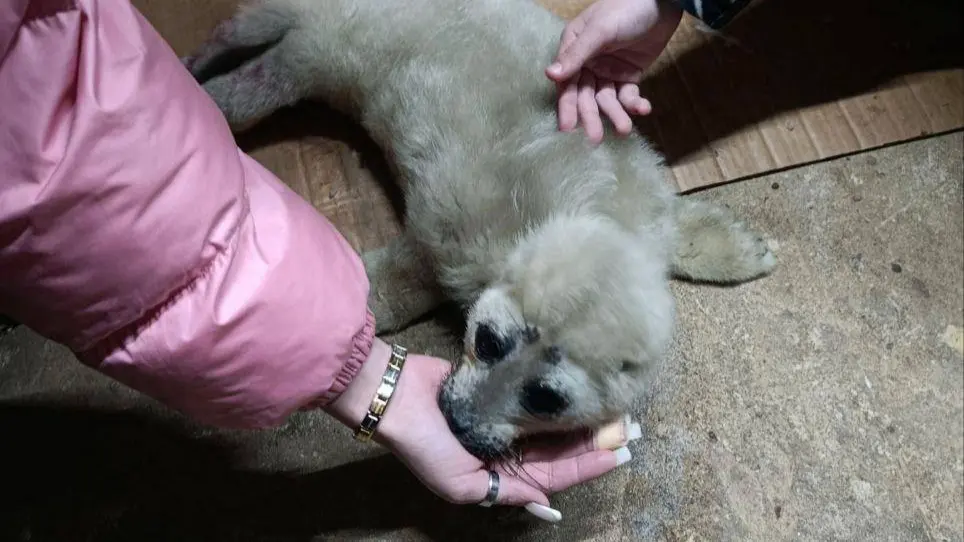 Потерявшего маму нерпенка спасли на Байкале