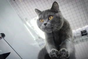 Ученые Японии раскрыли секреты акробатики кошек ко Дню кошек uchenye yaponii raskryli sekrety akrobatiki koshek ko dnyu koshek-lessontime-ru-0