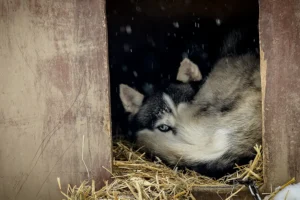 chto proizoshlo s haski u punkta metallopriema v lyuberczah i podolske-lessontime-ru-0