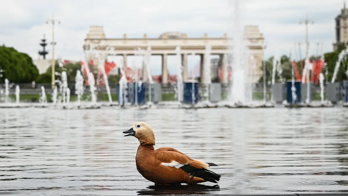 Погода в Москве с 1 по 3 мая 2026 года