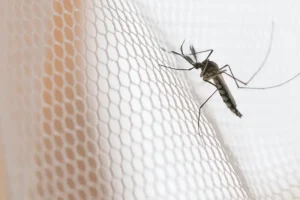 matyuhin i bolibok o riskah ukusa komara i sovetah klinik bud zdorov-lessontime-ru-0