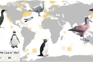 novoe issledovanie raskryvaet puti rtuti k morskim pticzam-lessontime-ru-0