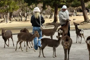 rossiyane v marte 2026 goda obnovili rekord poseshhaemosti yaponii-lessontime-ru-0