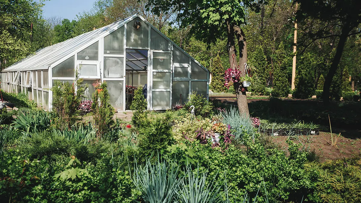 За строительство каких теплиц можно получить штраф