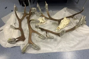 fts rossii presekla popytku provoza derivatov maralov v vnukovo-lessontime-ru-0