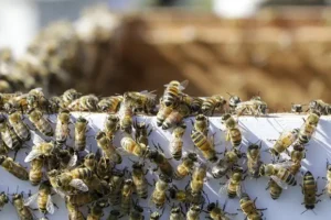 Фура с пчелами из Узбекистана нашлась в Астраханской области fura s pchelami iz uzbekistana nashlas v astrahanskoj oblasti-lessontime-ru-0