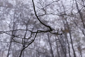 sledstvennyj komitet rossii vozobnovit poiski usolczevyh-lessontime-ru-0