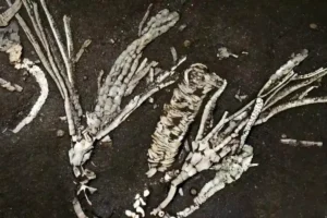 Dendrocrinus simcoensis раскрыл тайны морских лилий возрастом 452 млн лет raskryl tajny morskih lilij vozrastom 452 mln let-lessontime-ru-0