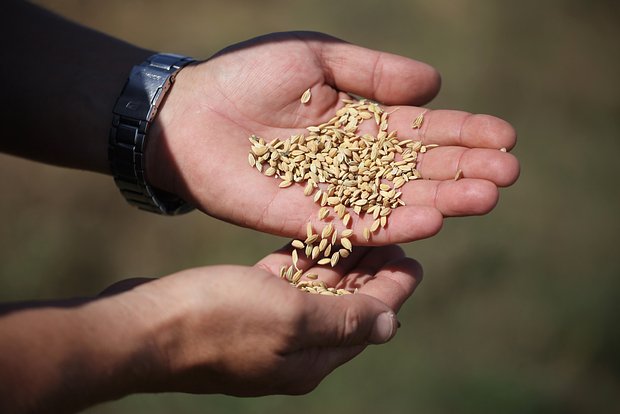 Россия собрала рекордный урожай риса 3149ea19-5cd6-4a25-be2f-337eadb413bd-67c58272