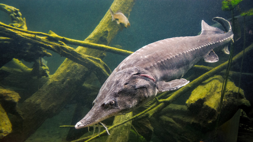 Удивительное открытие: сибирские осетры вернулись в реки Таймыра спустя 40 лет 7dc1109e-b7d7-4ab4-adc3-452cefb42d5b-67c1c982
