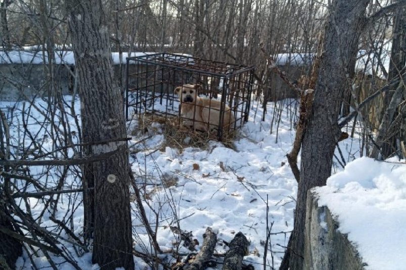 Профессиональная операция по отлову тигра в Дальнереченске вызвала общественный резонанс 0ffcc92e-87fd-4803-8c27-c6586f639e50-67ed6aea