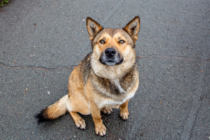 В Приморье начали действовать правила ответственного содержания домашних животных 1e2c3160-55e9-4c37-a506-eefb15c5c474-67e99949