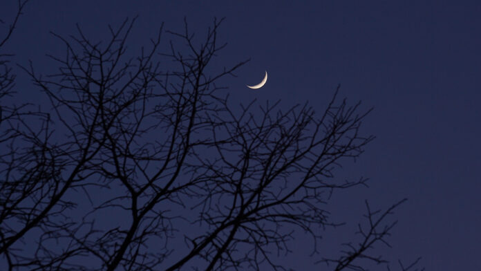 Растущий месяц сквозь ветки деревь