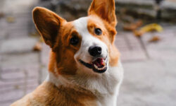 Правильное общение с собаками для гармоничных взаимоотношений 29e5c4cd-bd50-410b-b4cd-58e5b611fadc-67f03ad6