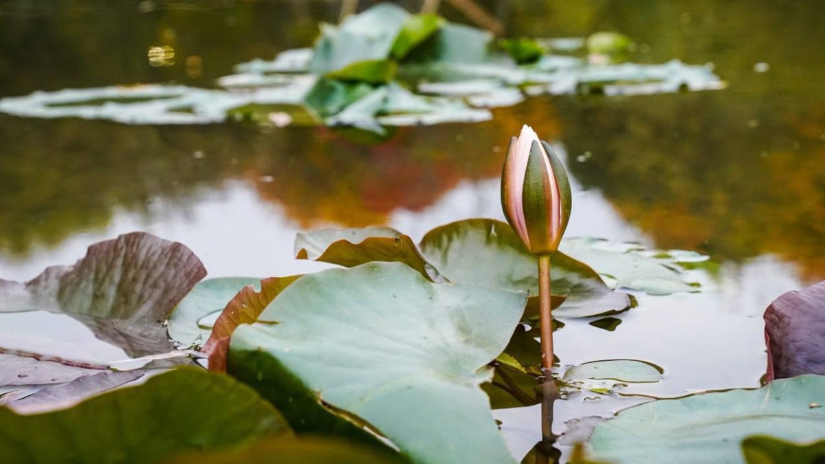 Масштабное обновление 2-го Николо-Хованского пруда преобразило территорию ТиНАО 60ae89a4-9974-490a-b818-036ccab34f84-67d4429f