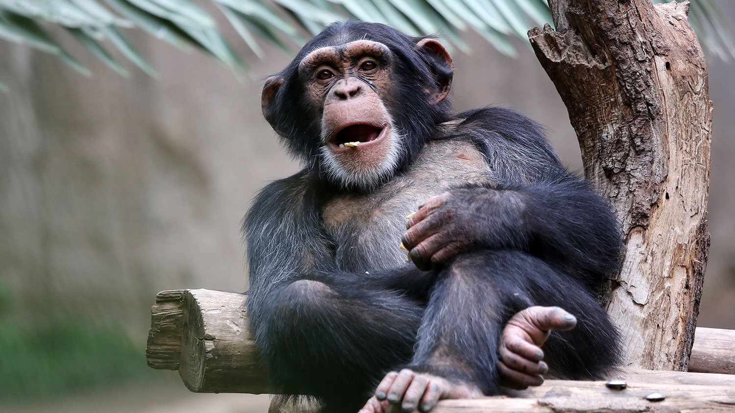 Эволюционные параллели: как выбор инструментов связывает человека и приматов 6b6d7e7e-89ac-492e-889b-10657c3047de-67ccd0b0