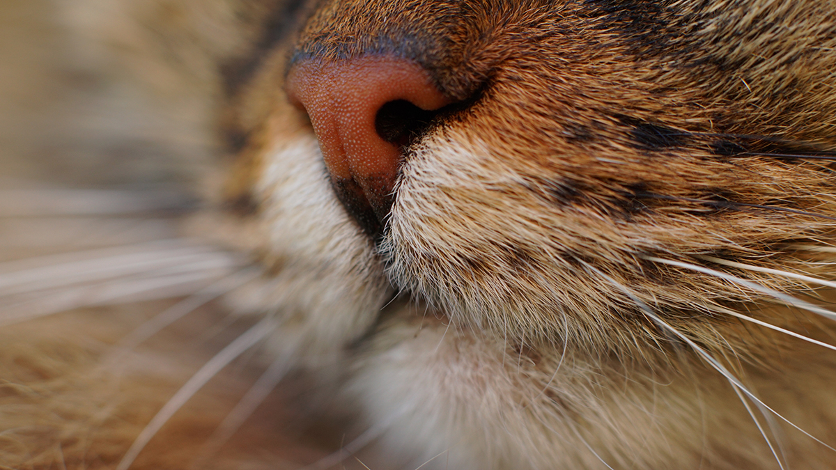 Уникальный кот с удивительными способностями появился в продаже в Подмосковье Домашняя кошка МайкаСеребряно-пру