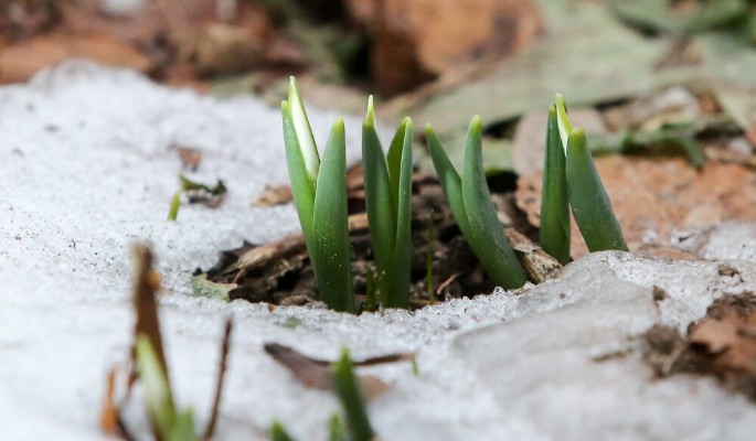 После выходных температура воздуха в Москве опустится до минус 5 градусов