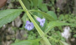 Девять новых видов цветковых растений открыли ботаники МГУ в 2024 году 17cb67da-4ae1-46ed-8175-90a172e6e9f0-67fe6a12