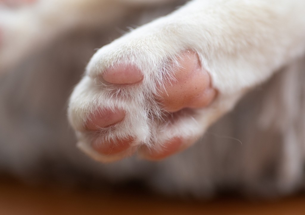 Сотрудники МЧС вытащили кота из огня в Псковской области