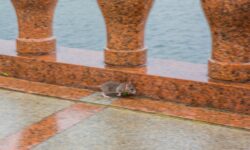 Масштабная проверка торговых сетей улучшит санитарную безопасность Владивостока 539db04c-b38f-4a97-b4b7-5ad65500c00c-67ff1d04