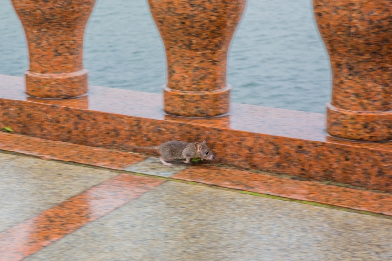 Роспотребнадзор провел проверку супермаркета, в котором обнаружили крысу Мария Смитюк, ИА PrimaMedia