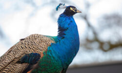 Захарова с юмором рассказала о дружеском общении Лаврова и павлина на саммите G20 PortraitOfAMalePeacockPeacock-PeafowlIsolatedHeadshot