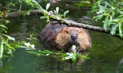 А вы знали? Вот что делают бобры в преддверии зимы 5d534930-8a2f-4ce5-bac3-3d8947f8ded8-680b56ac