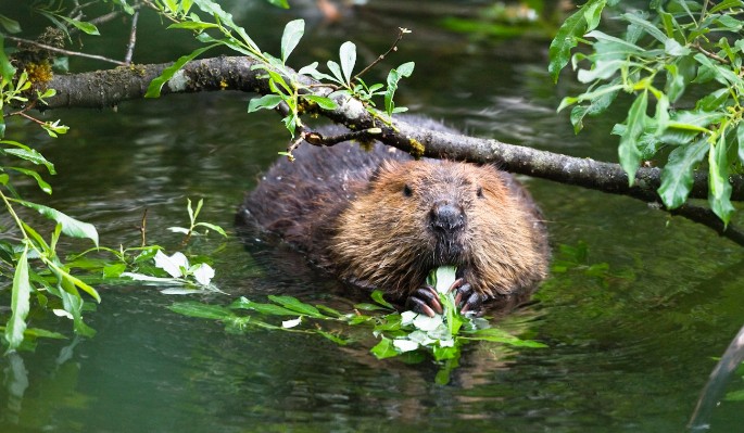 А вы знали? Вот что делают бобры в преддверии зимы