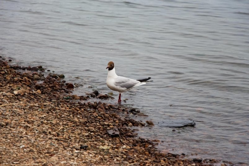 Фото: primamedia.ru