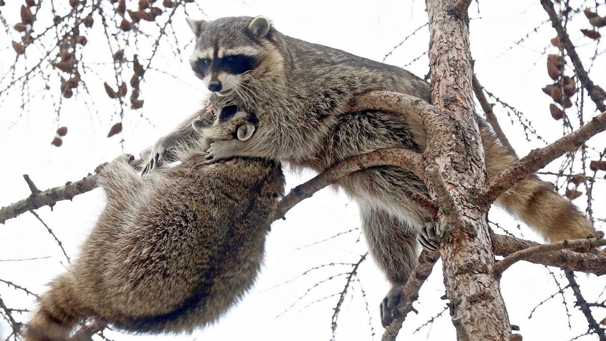 В Волоколамске завелся енот, который ворует обувь у местных жителей
