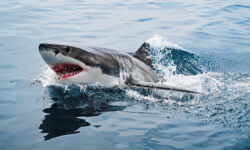 Отважная туристка из России проявила выдержку при встрече с акулой на Мальдивах AGreatWhiteSharkThatAppearedAboveTheWater