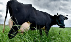 Кальций для коровы a8528250-9fd2-45bf-942a-b36f731619a8-680a5415