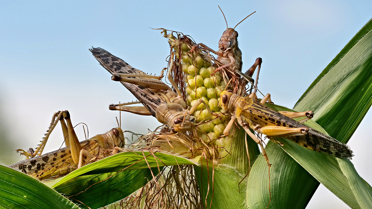 В каких регионах ожидается нашествие саранчи