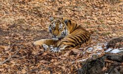 Амурские тигры получат новый дом в Казахстане для возрождения природного баланса amurskie tigry poluchat novyj dom v kazahstane dlya vozrozhdeniya prirodnogo balansa-ul-rks-ru-174025402200-0