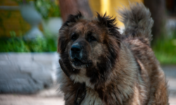 Бастрыкин лично курирует расследование нападения алабая на женщину в Кургане bastrykin lichno kuriruet rassledovanie napadeniya alabaya na zhenshhinu v kurgane-ul-rks-ru-174048041000-0