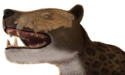 Ученые открыли ранее неизвестный вид древних гиенодонов благодаря уникальной находке bea33bb6-d6a9-42b1-b51a-060b407e509a-68077df8