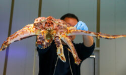 Успешная операция ФСБ по защите морских ресурсов на Сахалине Рыбный рынок Москва на волне в Митино