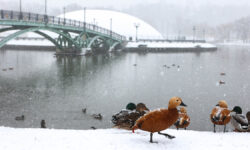 Снегопад в Москве 13 января