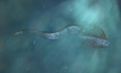 Рыба Судного дня подарила уникальную встречу на побережье Мексики GiantOarfishBeautifulRegalecusGlesneSoCalledKingOfHerrings