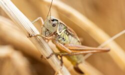 Эффективные методы защиты урожая от саранчи ebca145d-39a9-4e7b-9c96-73f9cbedead0-67f3e775