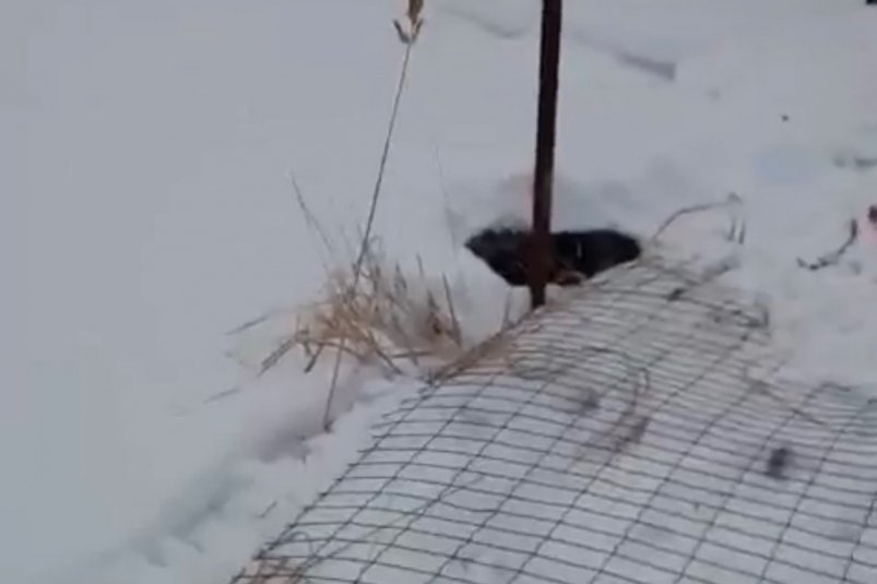 Очередную растерзанную собаку нашли в Приморье https://t.me/dpskontrol_125rus