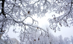Зимняя погода возвращается в Москву Снегопад 31 декабря в центре Москвы