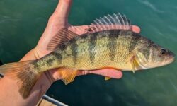 Рыболов поймал крупного окуня и побил 46-летний рекорд febe2ae6-6c61-4ab0-b254-83b3a732daad-68063597