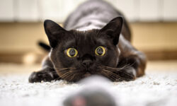 Игры для кошек: пробуждаем природные инстинкты с удовольствием CatHuntingToToyMouseAtHomeBurmeseCatFace