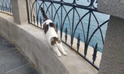 Первые фотографии спасенной кошки Муси из Ласточкина гнезда восхитили сеть pervye fotografii spasennoj koshki musi iz lastochkina gnezda voshitili set-ul-rks-ru-174052341000-0