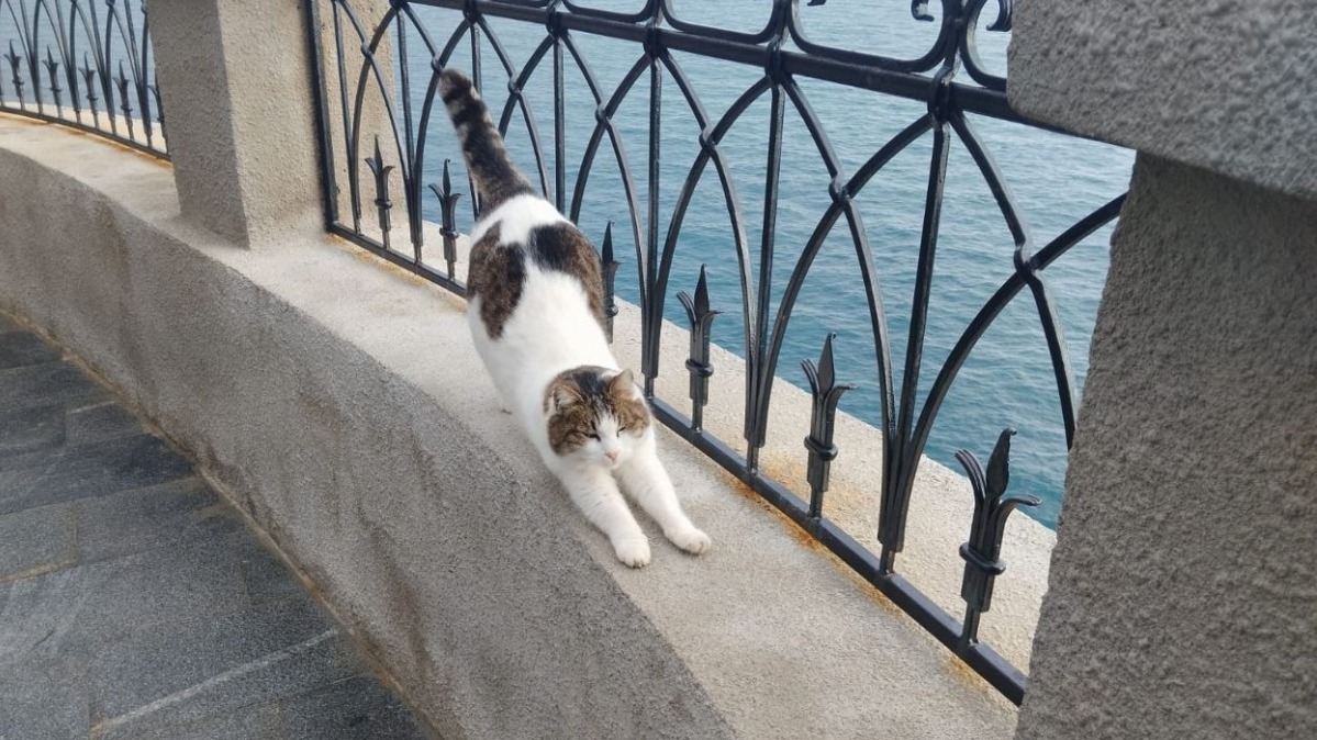 Появились первые фото спасенной в Ласточкином гнезде кошки Муси